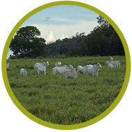 1.000 HECTARES